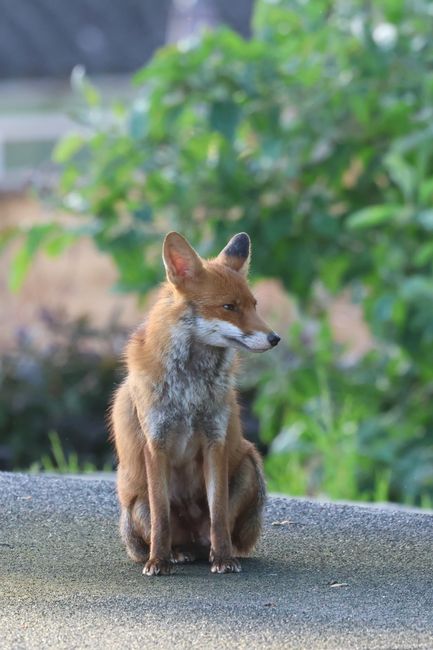 A red fox sitting on a paved surface outdoors with its body facing forward and head turned to the right. The fox has reddish-brown fur, a white underbelly, and black markings on its ears and legs. Behind the fox, there are green leafy bushes and trees, suggesting a garden or park environment. The scene is well-lit with natural daylight, highlighting the fox's fur and the surrounding greenery. This image, associated with house removals and moving services, illustrates the natural environment related to relocation areas or outdoor tasks in moving logistics, though it primarily focuses on wildlife protection and outdoor surroundings.
